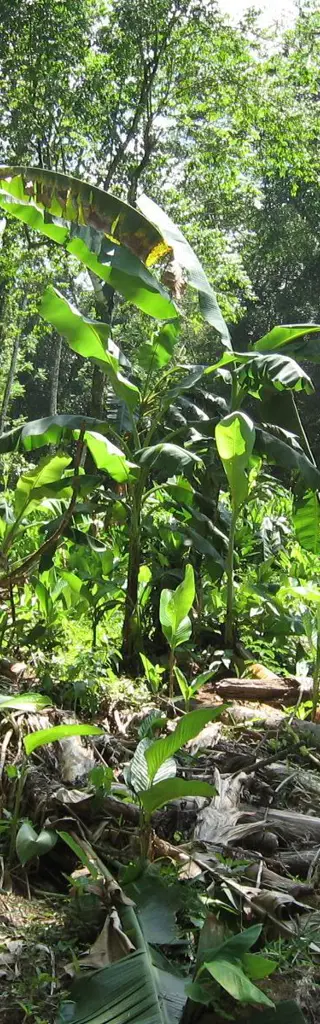 Trekking im Darién Nationalpark in Panama